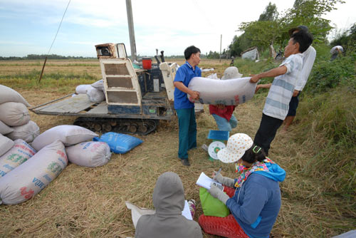 Ngắm mùa vàng bội thu ở miền Tây - 10