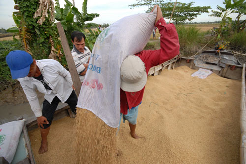 Ngắm mùa vàng bội thu ở miền Tây - 11