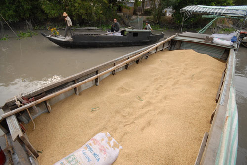 Ngắm mùa vàng bội thu ở miền Tây - 12