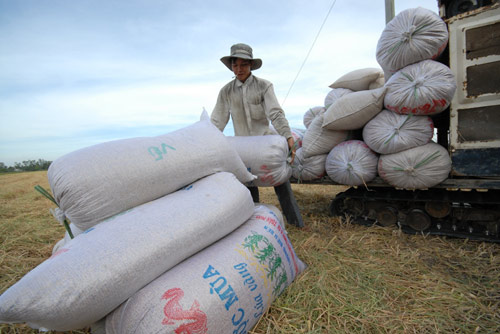 Ngắm mùa vàng bội thu ở miền Tây - 15