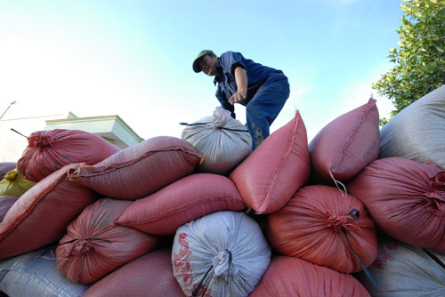 Ngắm mùa vàng bội thu ở miền Tây - 14