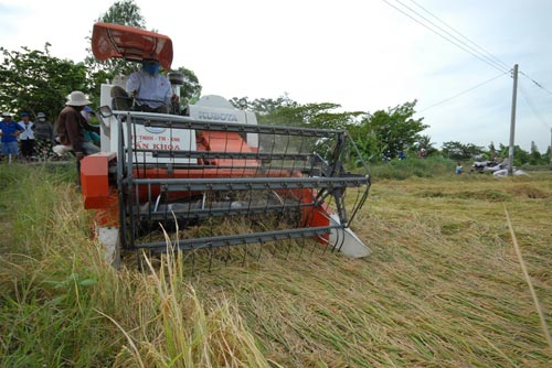 Ngắm mùa vàng bội thu ở miền Tây - 3