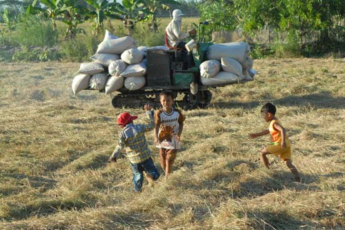 Ngắm mùa vàng bội thu ở miền Tây - 1