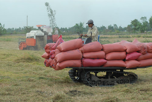 Ngắm mùa vàng bội thu ở miền Tây - 5