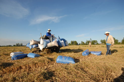 Ngắm mùa vàng bội thu ở miền Tây - 4