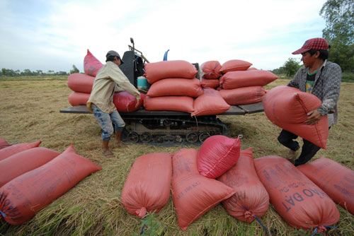 Ngắm mùa vàng bội thu ở miền Tây - 7