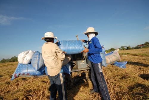Ngắm mùa vàng bội thu ở miền Tây - 8