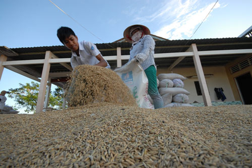 Ngắm mùa vàng bội thu ở miền Tây - 13