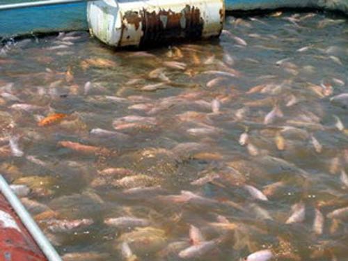 Giá cá điêu hồng tăng kỷ lục sau Tết - 1