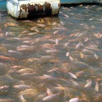 Thị trường - Tiêu dùng - Giá cá điêu hồng tăng kỷ lục sau Tết