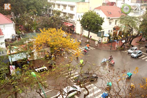 HN: Phố phường rực rỡ sắc vàng lá sưa đỏ - 12