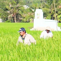 Tin tức trong ngày - “Lúa lạ”: Phó phòng CN Sinh học nhận lỗi