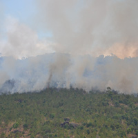 Tin tức trong ngày - Rừng phòng hộ ở Gia Lai cháy dữ dội