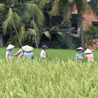 Tin tức trong ngày - "Lúa lạ": Sở NN&PTNT "quản" toàn bộ diện tích