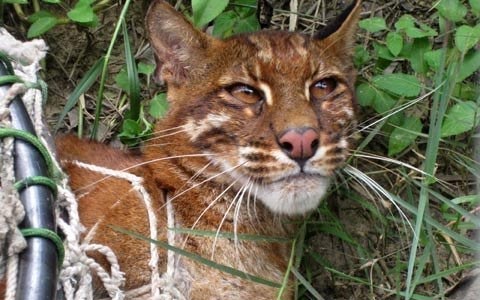 Hổ của dân nuôi nhốt giờ ở đâu? - 2