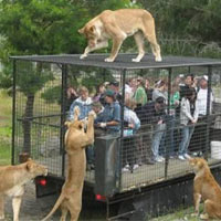 Phi thường - kỳ quặc - 10 chuồng nhốt… người kiểu lập dị