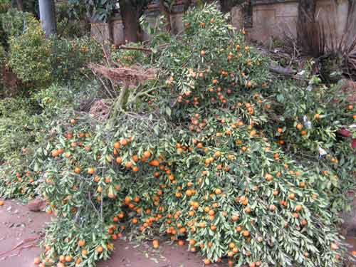 Nhặt đào quất thải sau Tết kiếm bộn - 1