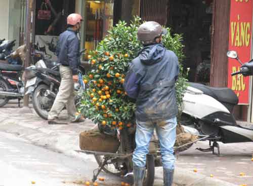 Nhặt đào quất thải sau Tết kiếm bộn - 2