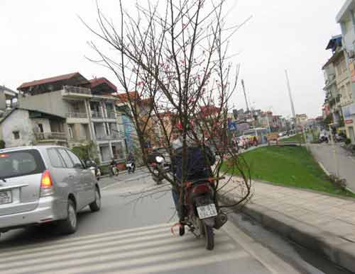 Nhặt đào quất thải sau Tết kiếm bộn - 3