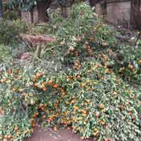 Thị trường - Tiêu dùng - Nhặt đào quất thải sau Tết kiếm bộn