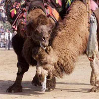 Phi thường - kỳ quặc - Hội chọi "dị" nhất hành tinh