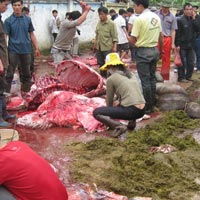 Tin tức trong ngày - Hãi hùng thịt trâu chọi Hải Lựu