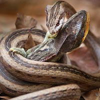 Tin tức trong ngày - Clip rắn xơi tái tắc kè hoa