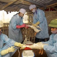 Sức khỏe đời sống - Dự trữ 40 triệu liều vắcxin phòng cúm gia cầm