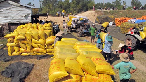 Chậm mua tạm trữ, dân mất 500 đồng/kg lúa - 1