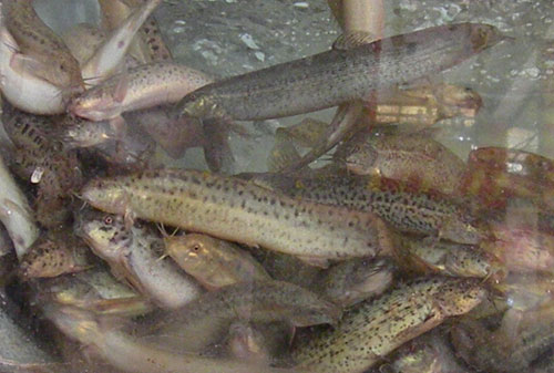 Khi chạch râu "ấp ôm" rau chùm ngây - 2