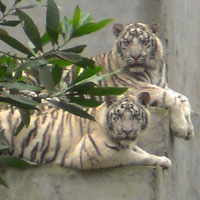 Tin tức trong ngày - Kỳ lạ hổ vàng Nghệ An đẻ ra… hổ trắng vằn đen