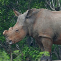 Tin tức trong ngày - Đề xuất hợp pháp hóa buôn bán sừng tê giác