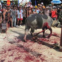 Tin tức trong ngày - Lễ hội dã man: Đại biểu QH cũng "ngán"