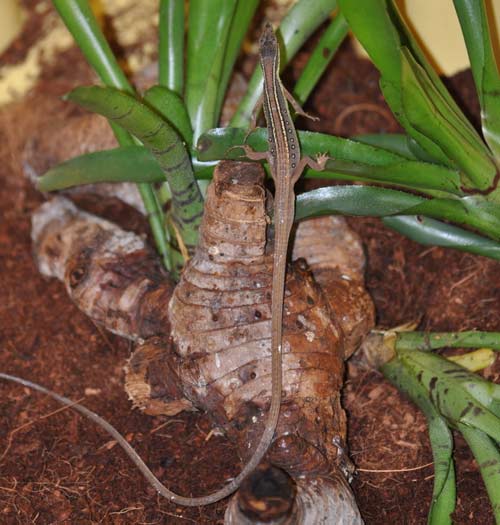 Cận cảnh loài "vô địch đuôi dài” ở Việt Nam - 10