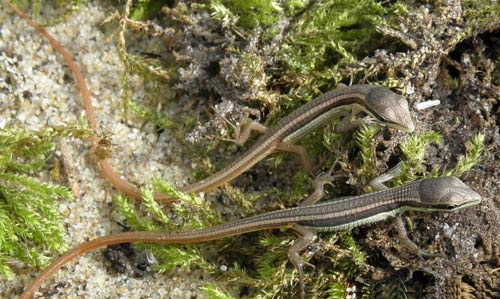 Cận cảnh loài "vô địch đuôi dài” ở Việt Nam - 4