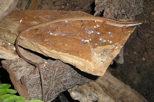 Cận cảnh loài "vô địch đuôi dài” ở Việt Nam - 5