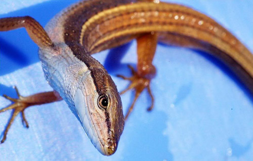 Cận cảnh loài "vô địch đuôi dài” ở Việt Nam - 7