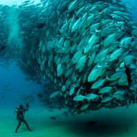 Ảnh đẹp: Đàn cá quây quanh thợ lặn