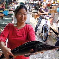 Thị trường - Tiêu dùng - Cá tầm nhập lậu “làm mưa làm gió”
