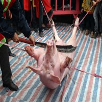 Tin tức trong ngày - Bỏ "lễ hội dã man" là bắn vào quá khứ?