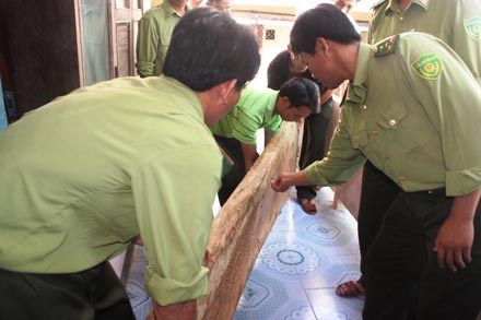 Vụ triệt hạ gỗ sưa ở Quảng Bình: Bất thường - 1
