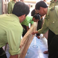 Tin tức trong ngày - Vụ triệt hạ gỗ sưa ở Quảng Bình: Bất thường