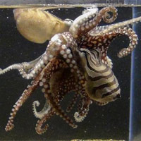 Khám phá đời sống tình dục kỳ dị của bạch tuộc