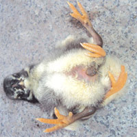 Phi thường - kỳ quặc - Những đàn gà dị nhất ở Việt Nam