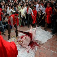 Tin tức trong ngày - Lễ hội dã man: Nuôi dưỡng "máu lạnh"
