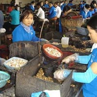 Thị trường - Tiêu dùng - Hạt điều: Tin đồn thất thiệt về giá