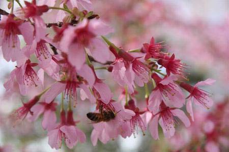 Lạc bước chốn anh đào nở sớm nhất trong năm - 4