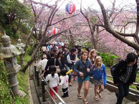 Lạc bước chốn anh đào nở sớm nhất trong năm - 5