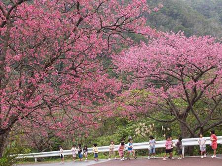 Lạc bước chốn anh đào nở sớm nhất trong năm - 6