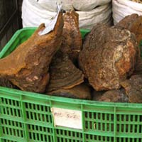 Tin tức trong ngày - Tê giác lâm nguy: Sự can dự của người Việt